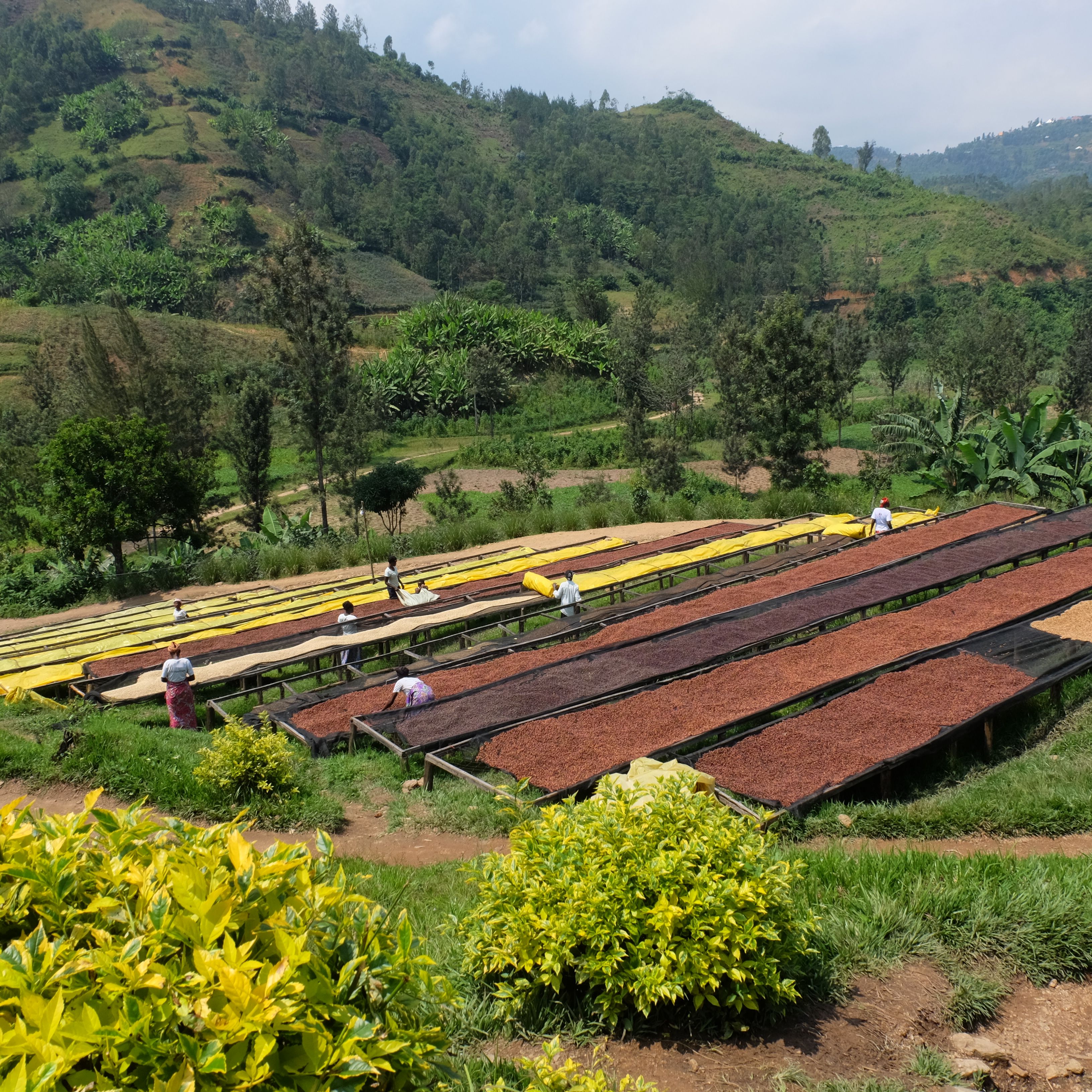 Rwanda Kilimbi Natural(24/25年クロップ) | ORIGIN COUNTRIES for